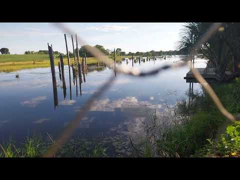 Visitando meu amigo Nivaldo sítio indiara go filmei pato paturi linda ave selvagem deixe like e comp