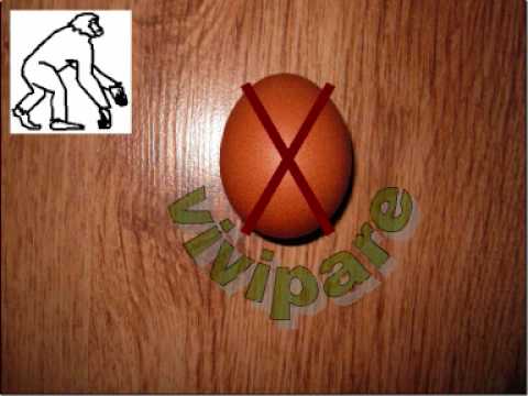 Ovipares et vivipares