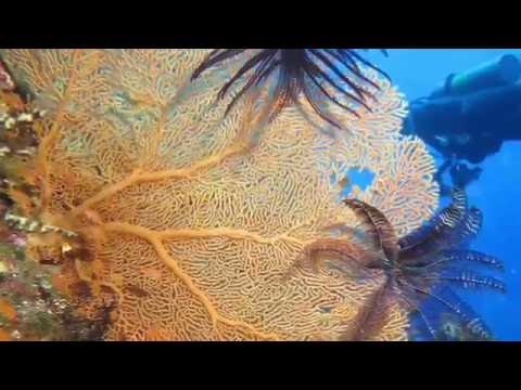 2016.05.28 蘭嶼潛旅~