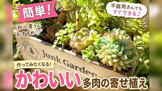 【簡単すぎた】初心者でもかわいい多肉寄せ植え
