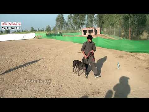 Coursing Race Round 3 Yar Badsha & Dhurana club Dhori 28 Nov 2025
