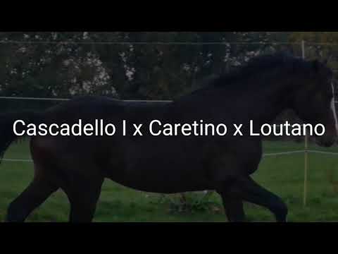 Holsteiner Wallach von Cascadello I x Caretino x Loutano *2016