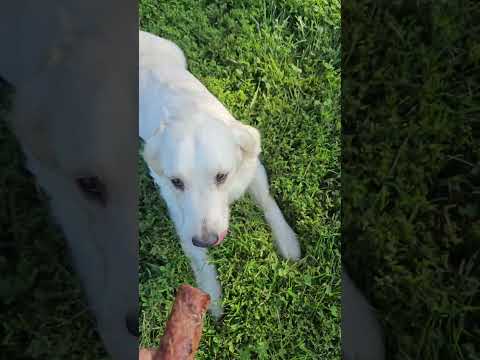 Taiba female English Cream Golden Retriever at play #4
