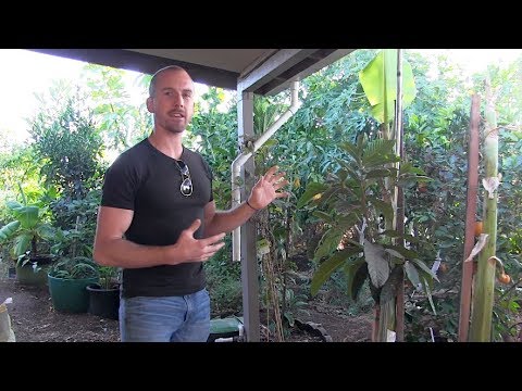 download lagu mp3 mp4 Blood Orange Valencia, download lagu Blood Orange Valencia gratis, unduh video klip Blood Orange Valencia