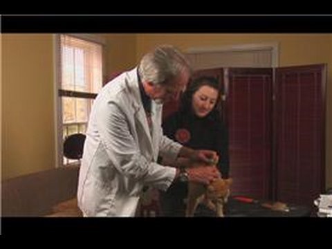 Cat Care & Health : How to Apply Frontline to a Cat