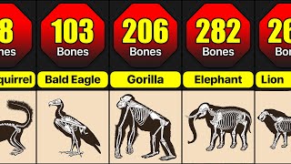 How Many Bones Do Animal Have | Animal Bones Comparison