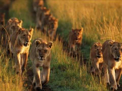 DANIEL LIBRO  7 AL 12