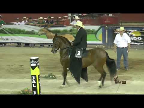 DOÑA HERMINIA DE TRES POTRILLOS, TROCHA COLOMBIANA PROPIETARIOS BUCARAMANGA 2018