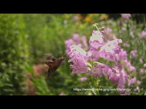 ホシホウジャクの吸蜜66倍ウルトラスロー
