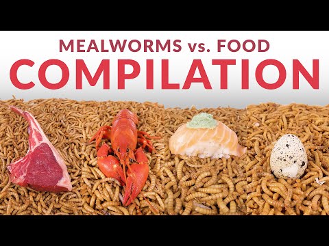 I Gave My Mealworms Weird Foods