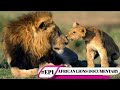 African Lions Documentary Wildlife Animal Documentary In Hindi Urdu National Geographic Hindi