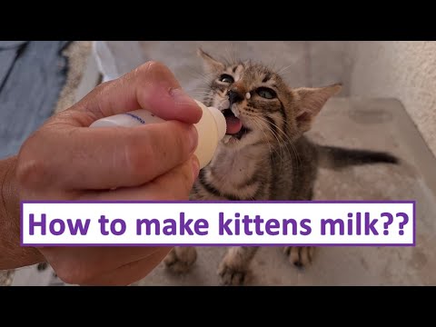 How to make homemade kitten milk | Kitten food