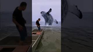 Download lagu Green screen whale 🐳🐋. #funny #comedy #greenscreen #whel #whale #short #subscribe #shorts mp3