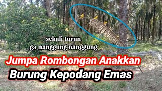 Download lagu Cara pemasangan pikat kepodang jumpa lubuk anakkan. mp3