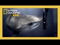 World S Biggest Tiger Shark Full Episode Natgeokids