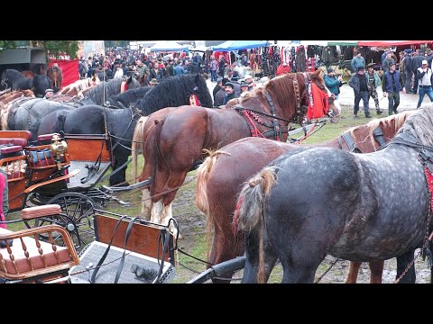 Valea Străjii Horse Exhibition Fair - Bistrița Năsăud October 26, 2025 ep.2