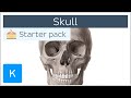 Bones of the Skull: Neurocranium and Viscerocranium - Human Anatomy | Kenhub