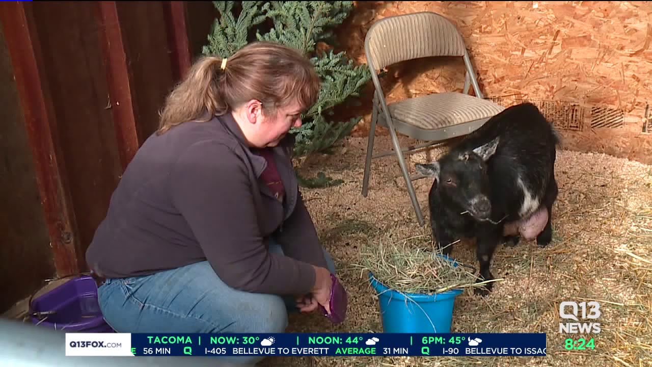 Adopt from the Pudget Sound Goat Rescue