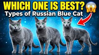 Which Russian Blue Cat Is Best All Types Compared!