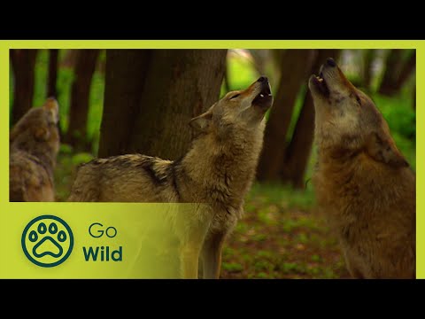 Animal Adoption - Animals Like Us 5/11 - Go Wild