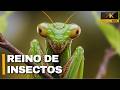 INSECT KINGDOM An Amazing Life In Miniature Documentary