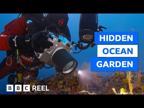 The ‘underwater garden’ that only grows in the Mediterranean Sea – BBC REEL