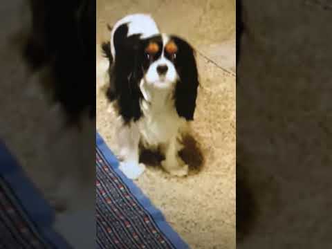 Cavalier King Charles spaniel barking and playing and howling