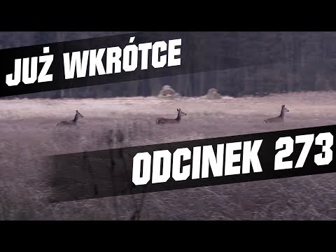 Darz Bór zapowiedź odcinka 273