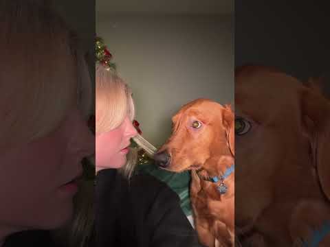 Funny and cute dogs compilation#funnydogs#cute#doglover#doglife#cure#dogshorts#pet#doglife#dogshorts