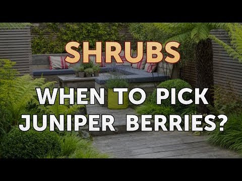 download lagu mp3 mp4 Picking Juniper Berries, download lagu Picking Juniper Berries gratis, unduh video klip Picking Juniper Berries
