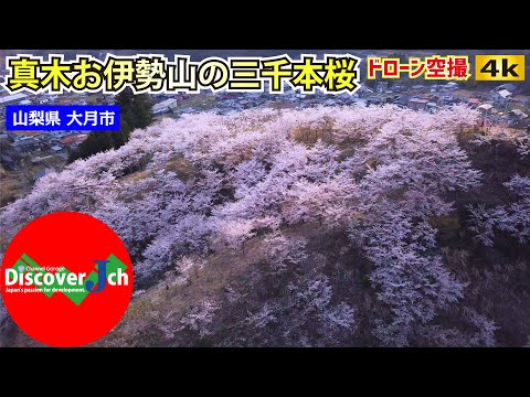 おうちでお花見｜満開の三千本桜!! 山梨県大月市真木お伊勢山【絶景 ドローン 空撮 4K】