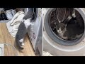 Cat Uses Washing Machine As His Own Personal Hamster Wheel Shorts