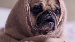 Download lagu Matabang chloudy mp3