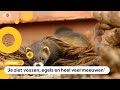 Natuurfilm over de haven van Rotterdam
