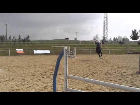 5yr old gelding diarado x contender (DEPOSIT PAID)