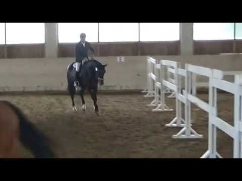 Dark Princess Forever Stutenleistungsprüfung 20161