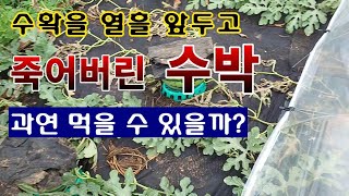 [텃밭농부 1,585]  역병으로 죽은 착과 30일 된 수박. 과연 먹을 수 있을까? 마지막 웃거름. #수박…
