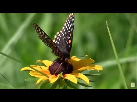 Тише! Вдохни глубже, и послушай сердечко свое...