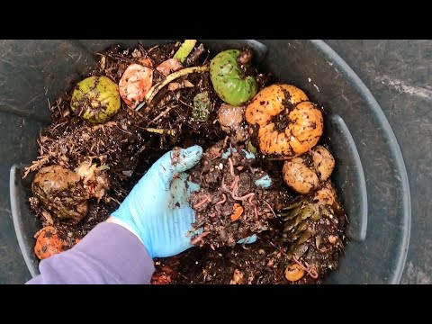 Outdoor worm systems checked after getting tomatoes 14 days ago - vermicomposting