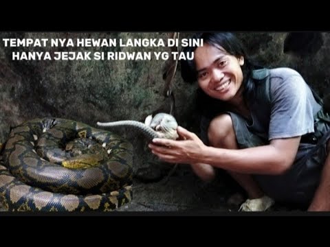 MENELUSURI GOA DI HUTAN BELANTARA DAN MENEMUKAN HEWAN DILINDUNGI 
