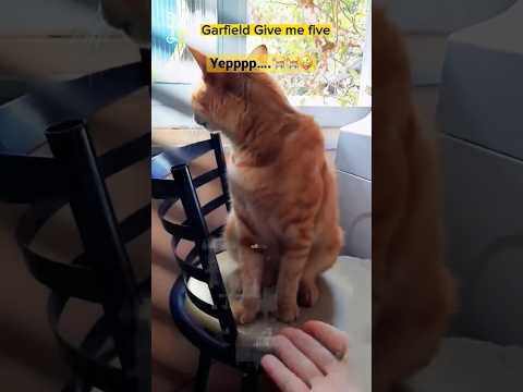 👀🐈GARFIELD GIVING FIVE😁😄#funnyshorts #funnycats #cats #kazen #funnyvideos #shorts