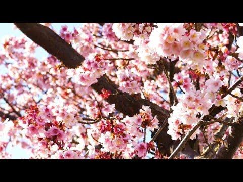 Shizuoka {Cherry Blossoms} | Early Blooming Cherry Blossoms In Atami #japan #sakura