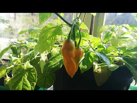 Madame Jeanette peper plant