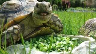 A Fly rides a tortoise's head