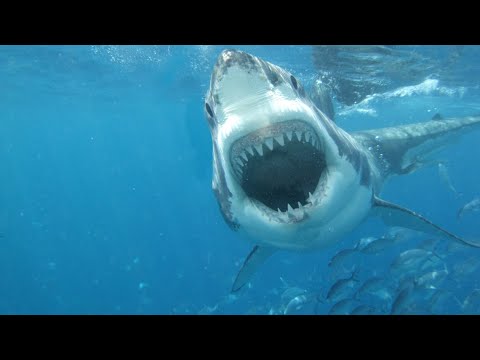 Great White Sharks 360 Video 4K!!   Close encounter on Amazing Virtual Dive