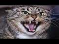 Billi Ki Awaaz | Billi Ka Awaz | Cat Sound  | बिल्ली की आवाज | Cat Voice