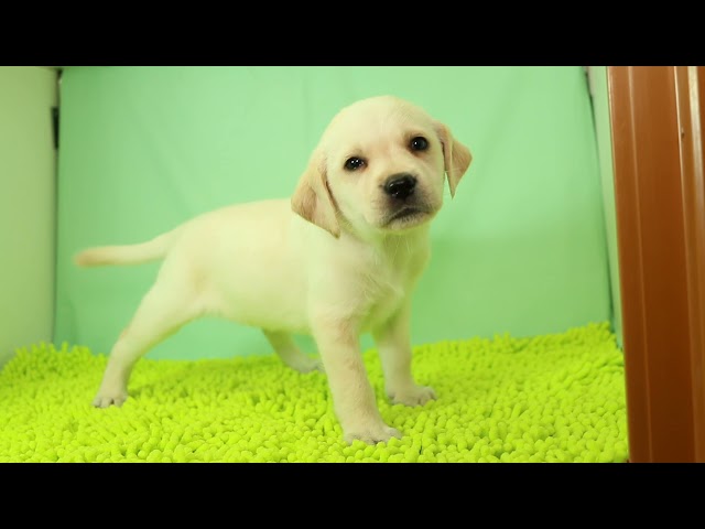 ブリーダー/ショップマロニエケンネル　MARRONNIER KENNELのラブラドール・レトリーバーで番号が2910です