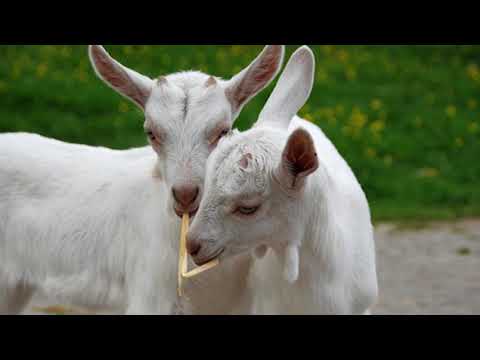 Saveti - Ako kupujete par koza za uzgoj?