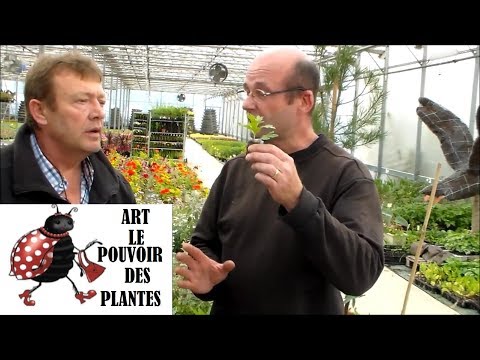 , title : 'jardinage:Comment faire la Culture et entretien du chrysanthème en pot, fait par Dominique'