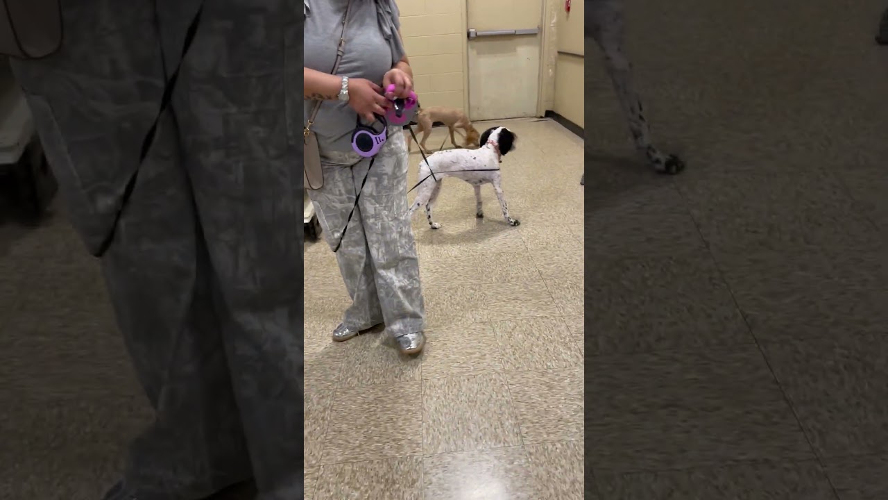 Enlarge Savannah, a ADOPTABLE Poodle in Memphis, TN video 6/6